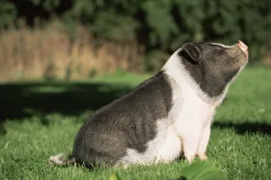 Images Dated 15th March 2006: Pot bellied pig sitting {Sus scrofa domestica} USA