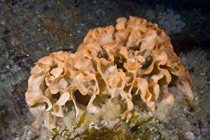 Images Dated 2nd July 2010: Potato Crisp Bryozoan (Pentapora foliacea / fascialis) Channel Islands, UK, July
