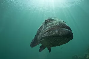 Images Dated 15th January 2016: Potato grouper (Epinephelus tukala) in Passe Dubois / Dubois channel, Aldabra