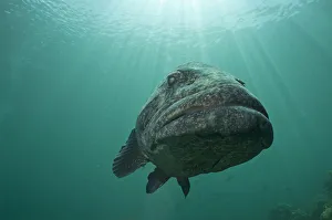 Serranidae Prints: Potato grouper (Epinephelus tukala) in Passe Dubois / Dubois channel, Aldabra