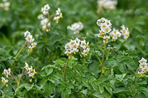 Vegetables Prints: Potato plants (Solanum tuberosum) in flower in field in early summer