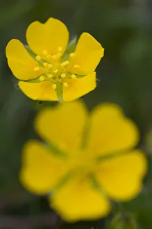 Images Dated 29th June 2009: Two Potentilla brauneana flowers, Liechtenstein, June 2009