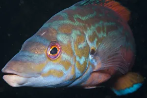Sea Life Prints: Potrait of a Cuckoo wrasse (Labrus bimaculatus) Loch Linnhe