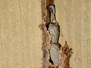 Garden Prints: Potter spider wasp (Auplopus carbonarius) clay nest pots built in the groove between two panels in a garden shed door