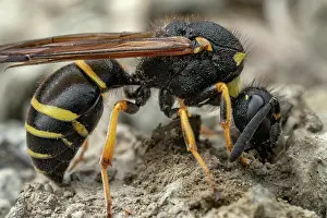 Wasp Prints: Potter wasp (Odynerus spinipes) building a nest in soil, Lucerne, Switzerland. June