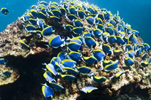 Powder blue surgeonfish (Acanthurus leucosternon), large school feeding on algae on coral boulders Powder blue surgeonfish (Acanthurus leucosternon), large school feeding on algae on coral boulders