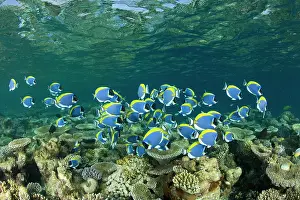 Maldive Islands Prints: Powder-blue surgeonfish (Acanthurus leucosternon) shoal swimming above coral reef