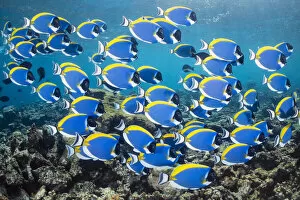 Acanthuridae Gallery: Powderblue surgeonfish (Acanthurus leucosternon) school swimming over a coral reef, Laamu Atoll