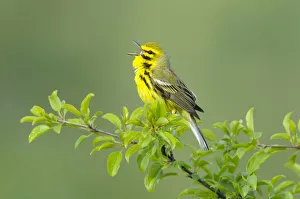 Prairie Warbler (Dendroica discolor) male singing on branch of tree, with spring leaves