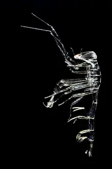 Deep Sea Prints: Pram bug amphipod (Phronima sp)
