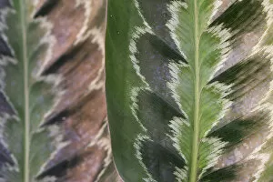 Abstracts Gallery: Prayer plant (Calathea plowmanii) close up of leaf, TU Delft Botanical Garden, Netherlands, August