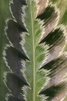 Images Dated 27th August 2013: Prayer plant (Calathea plowmanii) close up of leaf, TU Delft Botanical Garden, Netherlands, August