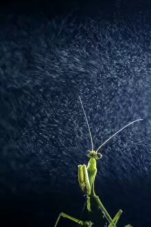Drop Gallery: Praying mantis (Mantidae) with water vapour from cloud. Taken at high altitude hill station