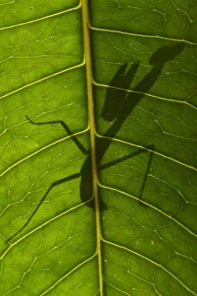 Staffan Widstrand Gallery: Praying mantis nymph silhouetted through leaf