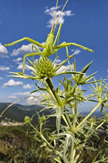 Predatory bush cricket (Saga pedo) waiting for prey on Eryngium, Italy