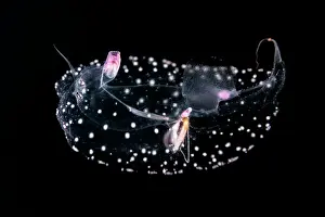 Proboscises Prints: Predatory snail (Pterosoma planum) portrait