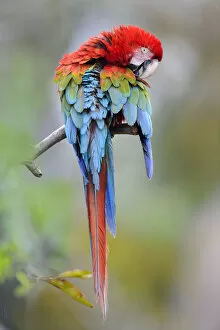 Psittacoidea Gallery: Preening red-and-green macaw or green-winged macaw (Ara chloropterus) (Family Psittacidae)