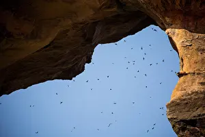 West Africa Prints: Preuss's cliff swallows (Petrochelidon preussi) flock flying under the Arch of Kamadjan