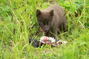 Pribilofs Prints: Pribilof Islands arctic fox (Vulpes lagopus pribilofensis) blue morph cub