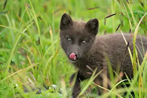 Pribilofs Prints: Pribilof Islands arctic fox (Vulpes lagopus pribilofensis) blue morph cub