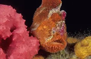 South Australia Prints: Prickly anglerfish (Echinophryne crassispina) portrait