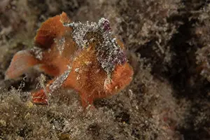 South Australia Prints: Prickly anglerfish (Echinophryne crassispina) portrait