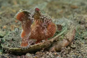 South Australia Prints: Prickly anglerfish (Echinophryne crassispina) portrait