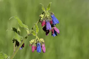 Asteranae Gallery: Prickly comfrey (Symphytum asperum), flowers open red and change to blue. Caucasus, Russia