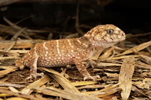 Night Gallery: Prickly knob-tailed gecko (Nephrurus asper) hunting at night, Goonderoo Nature Reserve, Queensland