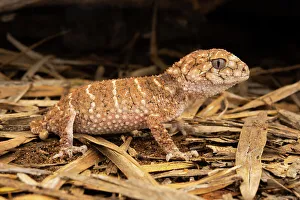 Gecko Prints: Prickly knob-tailed gecko (Nephrurus asper) hunting at night