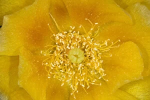 Prickly Pear Cactus (Opuntia mercerize) close-up of stamen and petals of flower, Red Corral Ranch