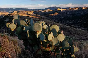 Succulents Prints: Prickly pear cactus (Opuntia sp.) in desert landscape, Los Ojos Ranch, Sonora, Mexico