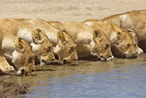 Pride of African lions (Panthera leo) drinking, Tanzania