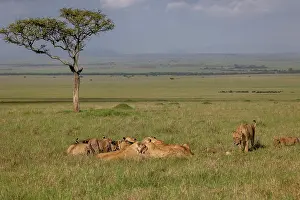 Savanna Prints: Pride of Lions (Panthera leo) feeding on African buffalo (Syncerus caffer) prey