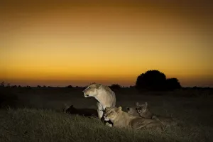 Images Dated 1st May 2012: Pride of Lions (Panthera leo) on termite mound at sunset, Okavango Delta, Botswana