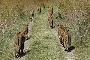 Rear View Prints: Pride of Lions (Panthera leo) walking along track in grassland, Okavango Delta, Botswana