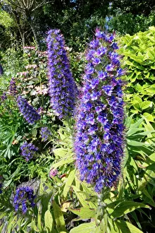 Alien Species Prints: Pride of Madeira (Echium candicans) flowering in a garden flowerbed