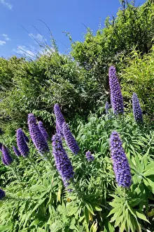 Alien Species Prints: Pride of Madeira (Echium candicans) flowering in a garden flowerbed