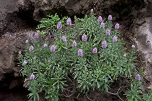 Images Dated 19th March 2009: Pride of Maderia (Echium candicans) in flower, Madeira, March 2009