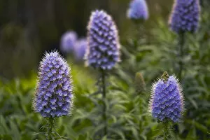 Images Dated 17th March 2009: Pride of Maderia (Echium candicans) flowers, Madeira, March 2009