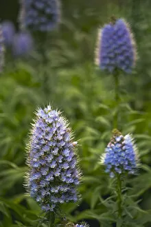 Images Dated 17th March 2009: Pride of Maderia (Echium candicans) flowers, Madeira, March 2009