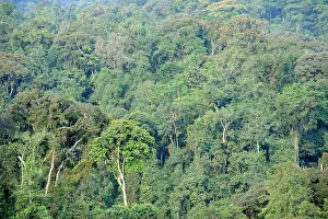 Verdant Prints: Primary tropical rainforest, Nyungwe National Park, Rwanda. September, 2008
