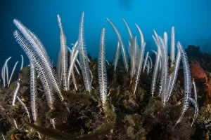 Images Dated 23rd July 2019: Primnoella soft coral, Antarctic Peninsula, Antarctica