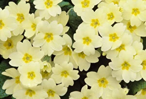 Yellow Collection: Primrose (Primula vulgaris) on floor of decidious woodland, Berwickshire, Scotland, April