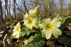Primrose (Primula vulgaris) in Lower Woods, Gloucestershire, England, UK, March Primrose (Primula vulgaris) in Lower Woods, Gloucestershire, England, UK, March