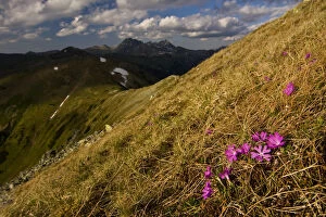 Least primroses (Primula minima) flowering on slope, Liptovske kopi, Western Tatras
