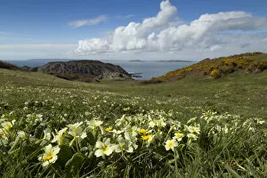 Exploring Britain Collection: Primroses (Primula vulgaris) on cliff top, Sark, British Channel Islands, April