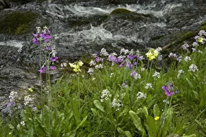 Primula (Primula sikkimensis), Himalayan cowslip (Primula secundiflora) and Crucifer