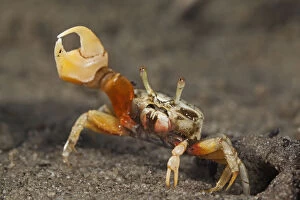 2019 February Highlights Gallery: Princely fiddler crab (Uca princeps), Bahia Magdalena, Baja California Peninsula