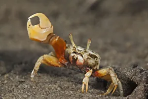 Waving-display in male of Uca leptodactylus illustrating fiddler crab ...